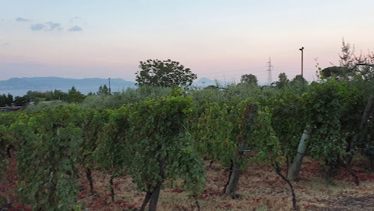 Wine Tasting on Mount Vesuvius Estates, Naples