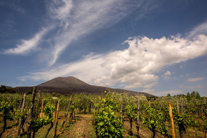 Wine Tasting on Mount Vesuvius Estates, Naples