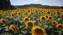 Chianti Cycling Tours: Explore Florence's Italian Vineyards in 2024