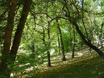 Explore the Botanical Garden of the University of Siena