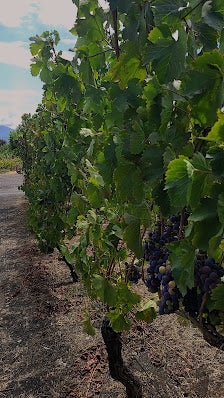 Wine Tasting on Mount Vesuvius Estates, Naples